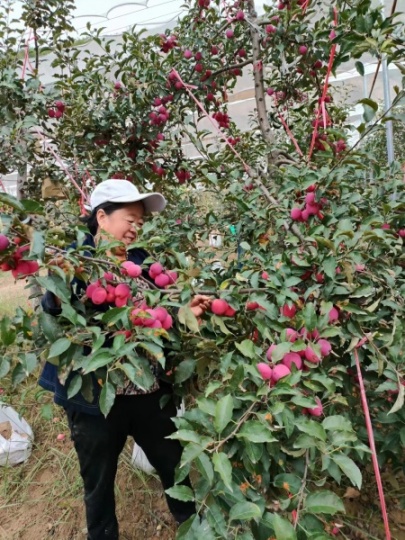 袖珍蘋果銷售