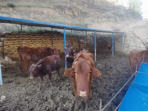 自家飼養牛出售